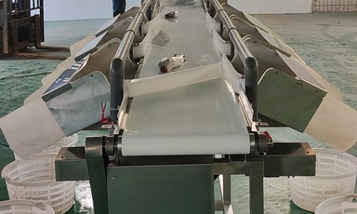 SameGram Automatic Weight Sorter: Improving Accuracy and Productivity in Fish Processing