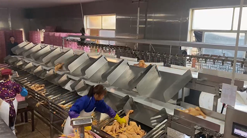 Dual-Layer Automatic Weight Sorting Solution for Poultry Processing