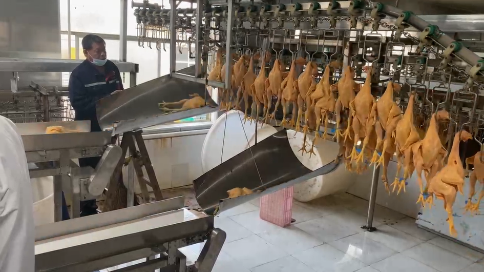 Weight sorting scale for poultry