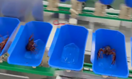 Precision Sorting to Boost Efficiency in Seafood Processing