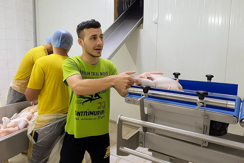 During the transfer test, workers put the turkeys on the Samegram weight sorting scale for testing.