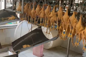 Automatic Checkweigher Supply and Demand Analysis in Key Industries