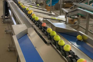 Weight Sorting Machine vs. Optical & Size Grading