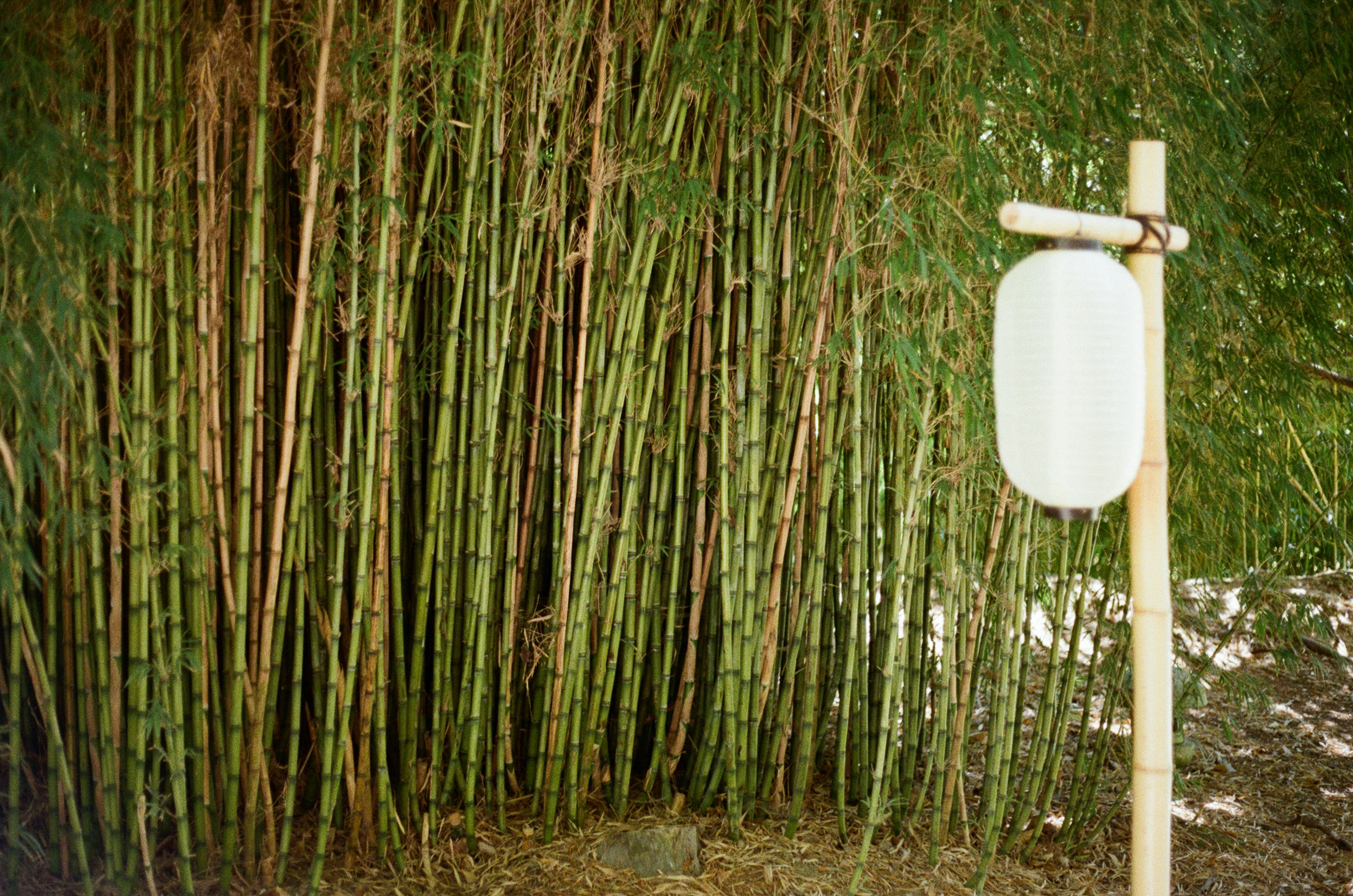 A person stretching in bamboo activewear in a serene, green environment