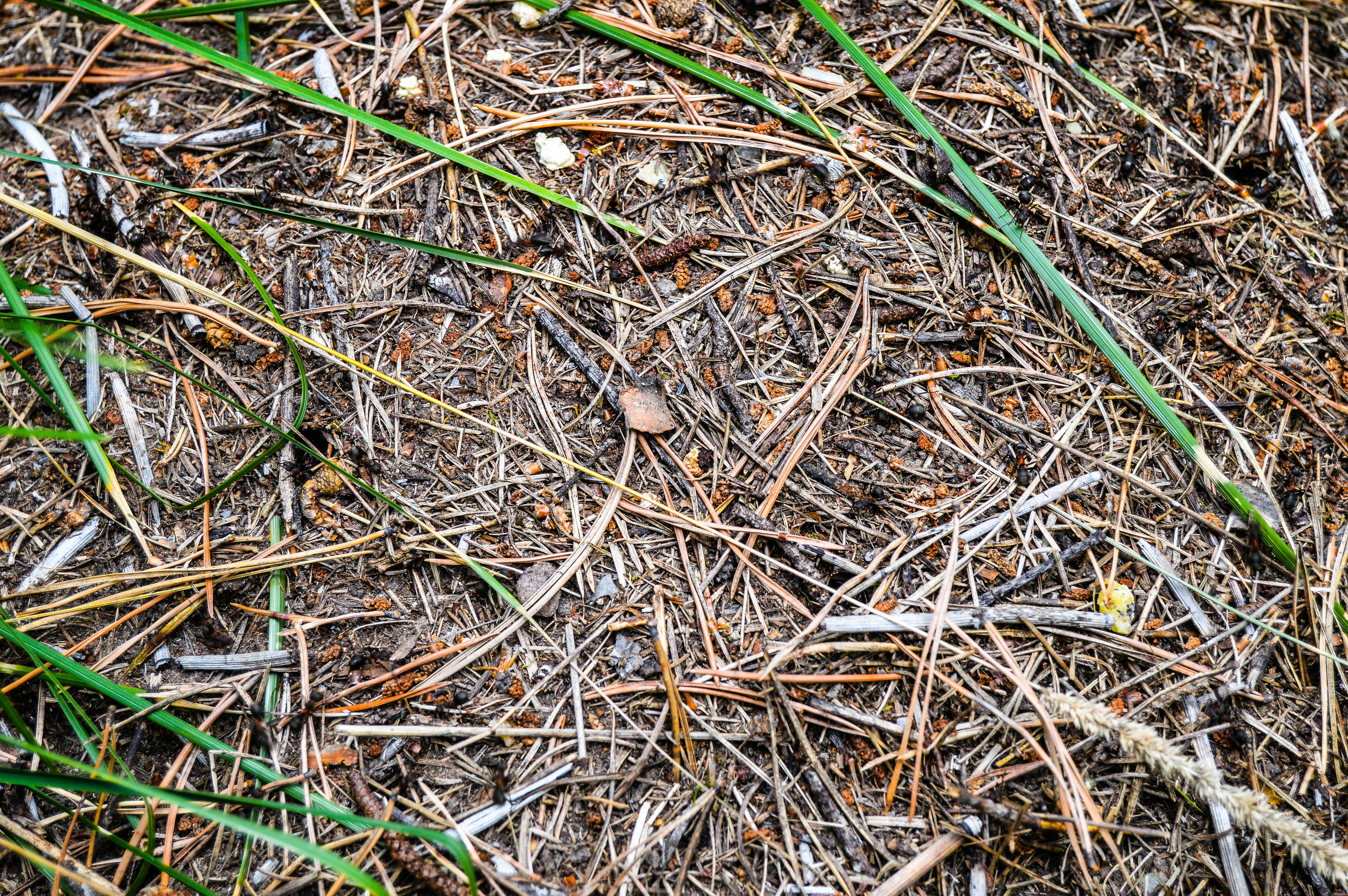 A diagram showing how biodegradable elastane breaks down safely in the soil