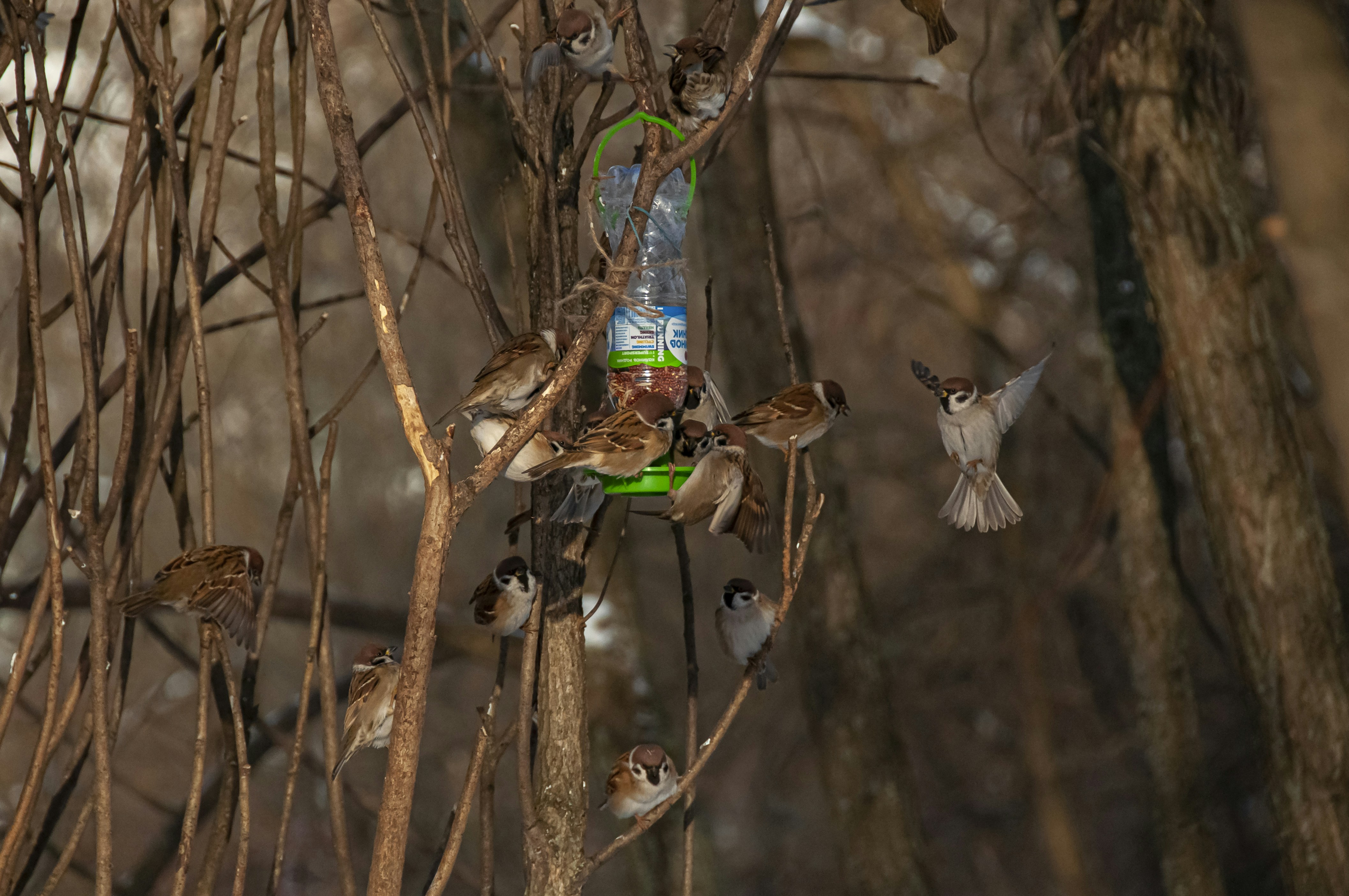 A split image showing recycled plastic bottles on one side and a person wearing activewear in nature on the other.