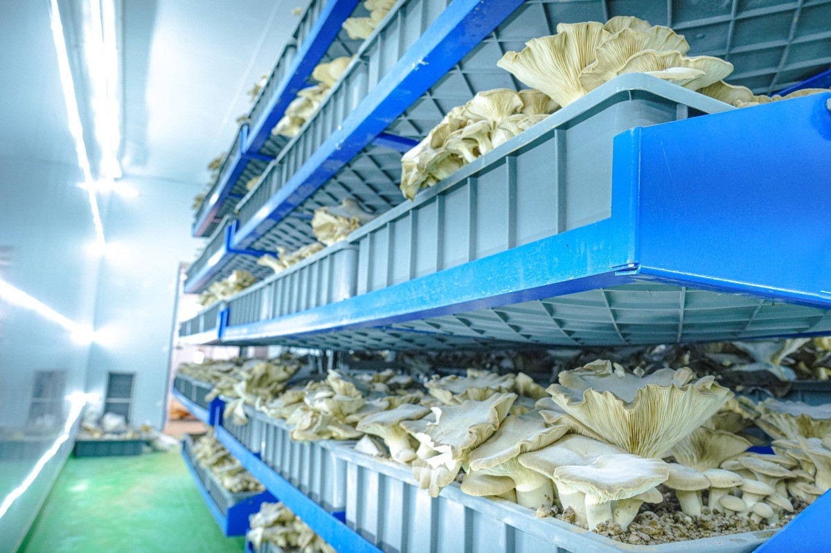 Edible mushroom modular workshop