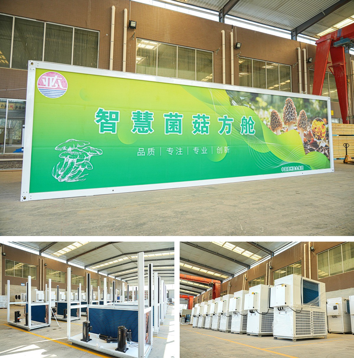 The first harvest of mushrooms cultivated by the Dezhou Academy of Agricultural Sciences in collaboration with Aurashu was successful