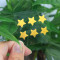 Customized Golden Glitter Star Hydrocolloid Acne Pimple Patch