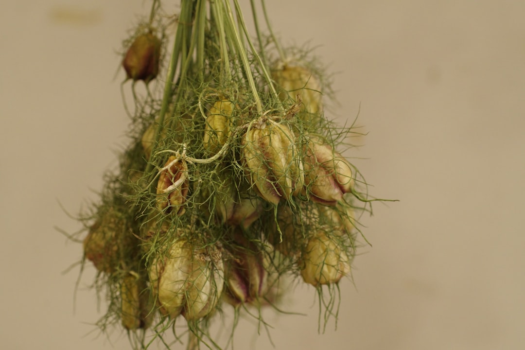 A collection of natural herbs like valerian root, passionflower, and chamomile