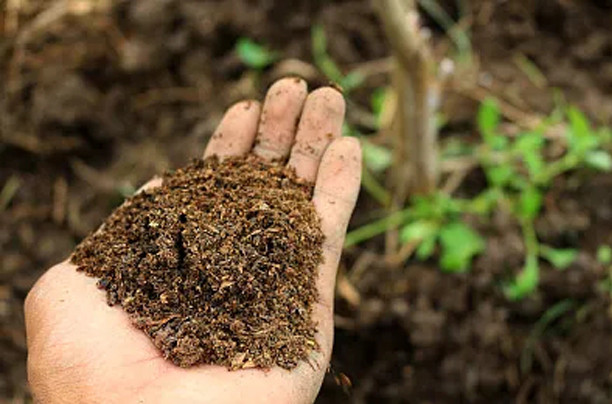 ecological restoration