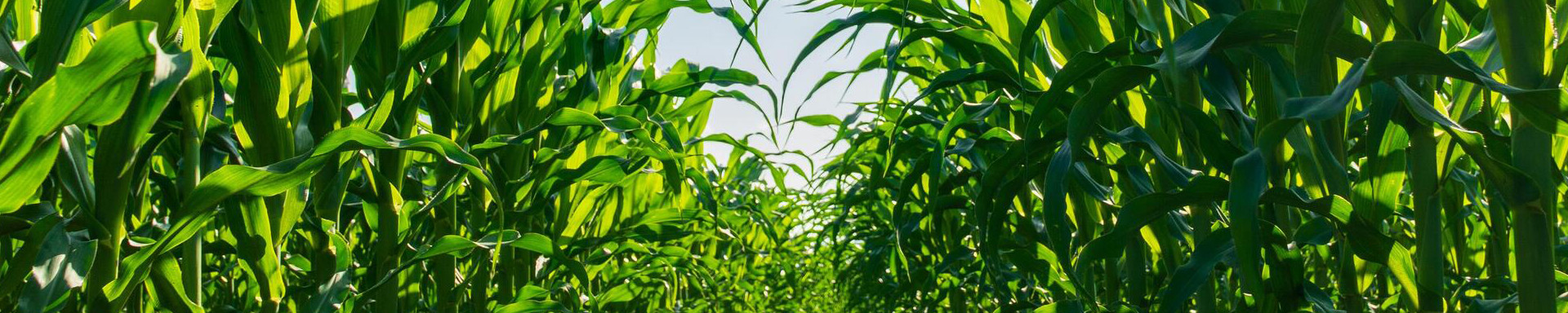  	 Chemicals For Agriculture