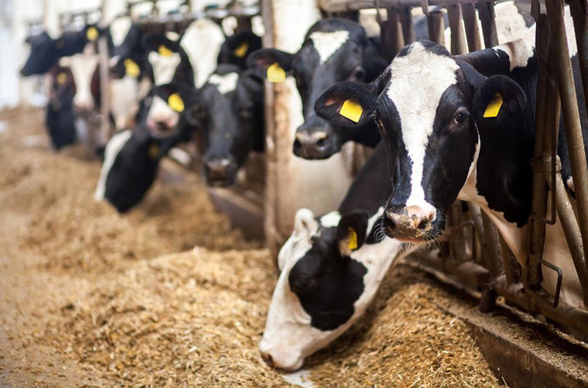 Amino Acid Feed Additive
