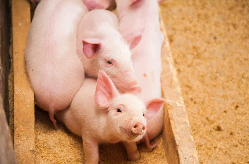 L-Lysine Feed Grade