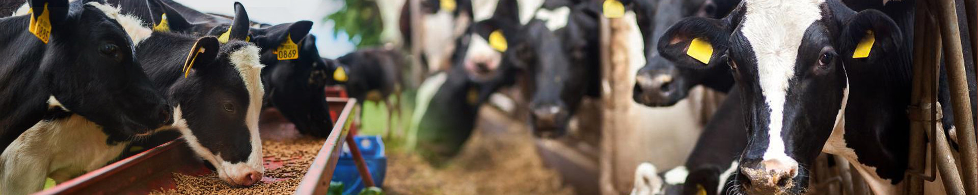 Animal feed