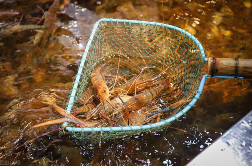 Crustaceans