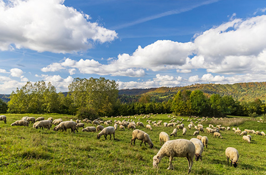Ruminants