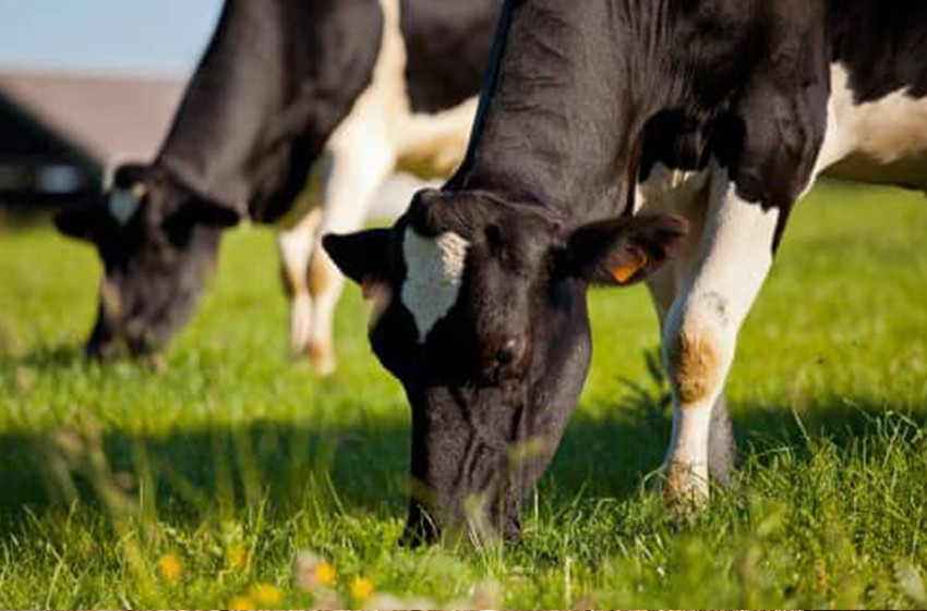 Ruminants