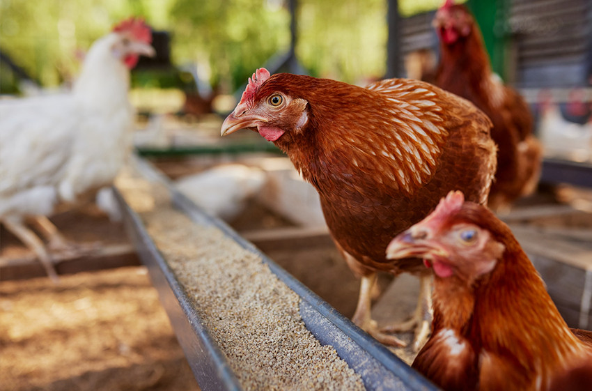 Poultry