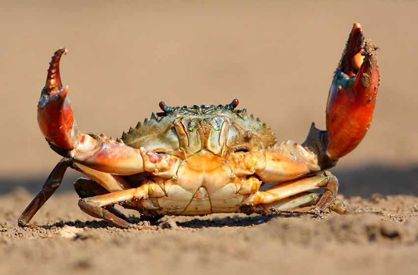 Aquaculture