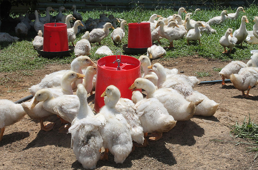 Poultry
