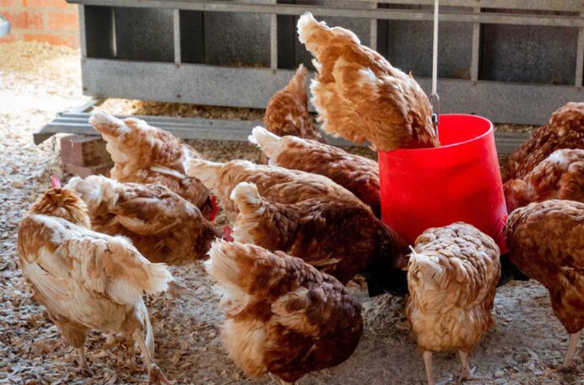 Poultry