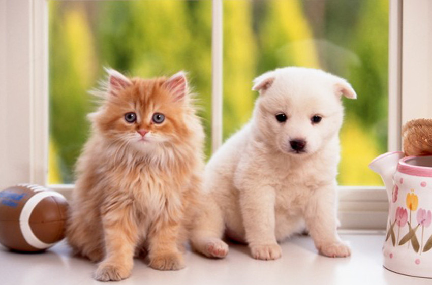 Pet Feed