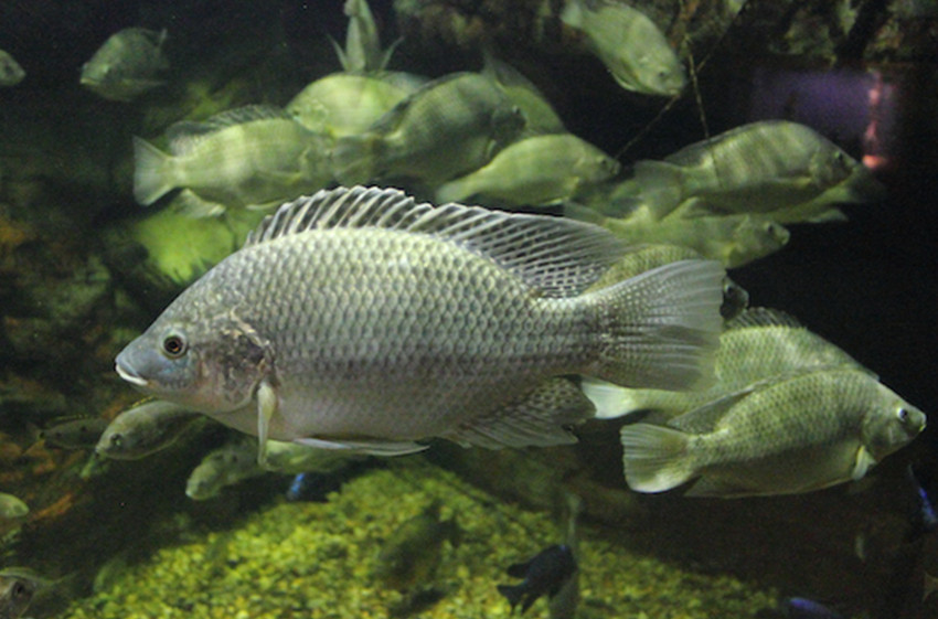 Fish