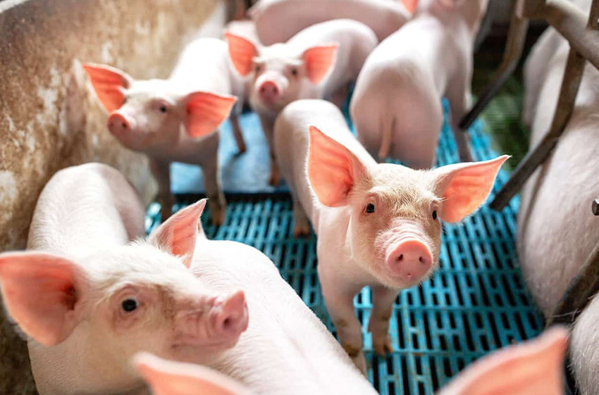 Pigs
