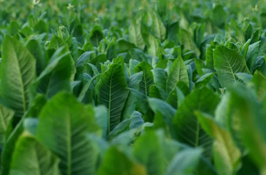 Tobacco-Grade Potassium Sulfate