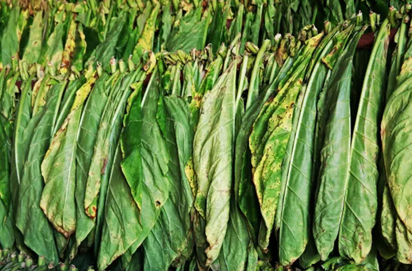 Tobacco-Grade Potassium Sulfate