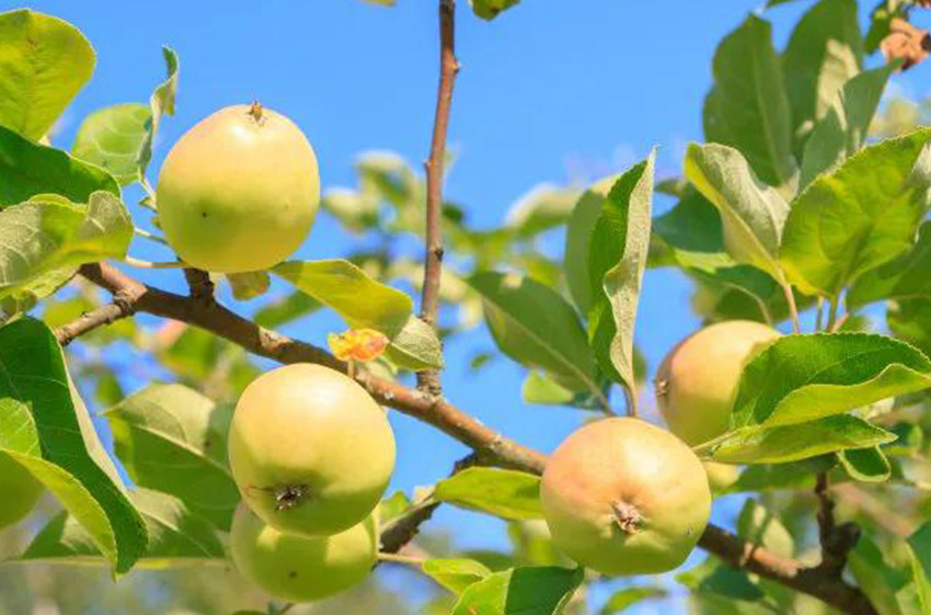 Amino Acid for Apple Brix