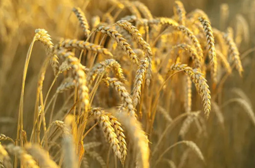 Amino Acid for Wheat Yield