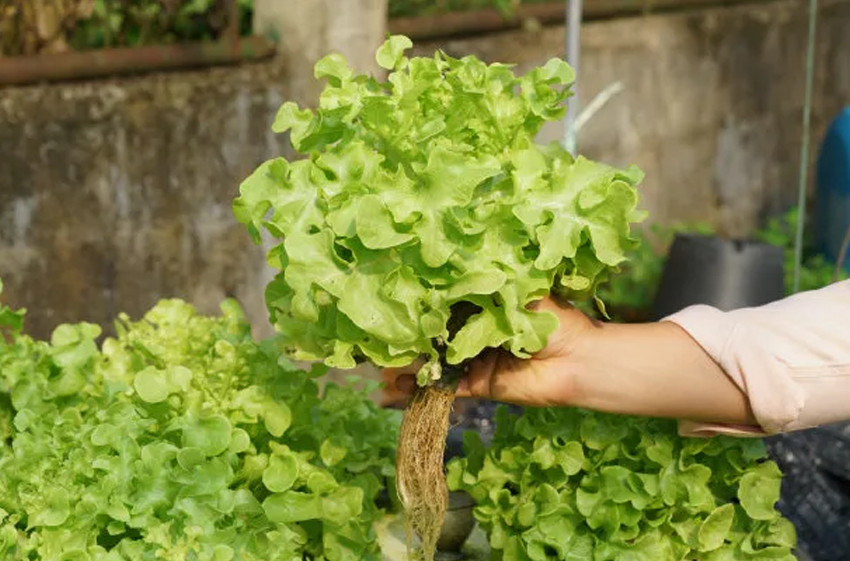 Hydroponics
