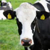 The application progress of Magnesium Oxide in animal feed