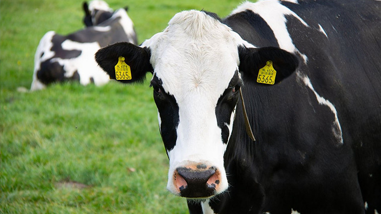 The application progress of Magnesium Oxide in animal feed