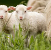 Magnesium sulfate monohydrate (Feed MgSO₄·H₂O) : An indispensable dual source of magnesium and sulfur in animal nutrition