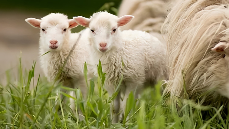 Magnesium sulfate monohydrate (Feed MgSO₄·H₂O) : An indispensable dual source of magnesium and sulfur in animal nutrition