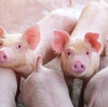 A new focus in Precision nutrition:  The Crucial Role of Magnesium Sulfate Monohydrate in Livestock and Poultry diets