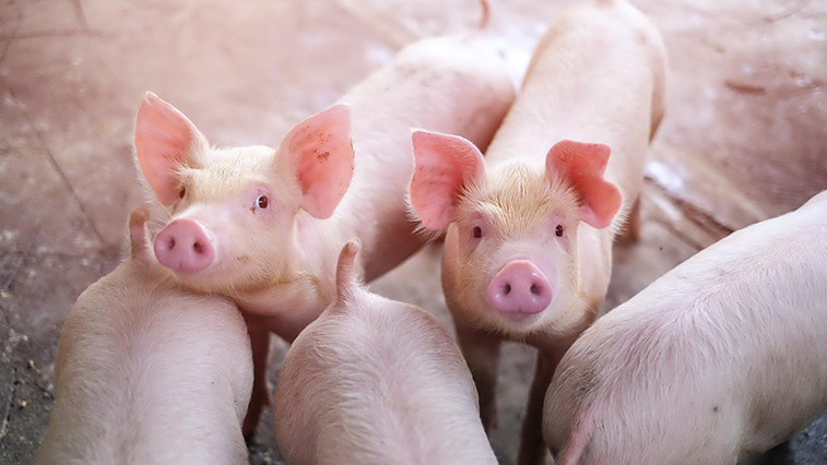 A new focus in Precision nutrition:  The Crucial Role of Magnesium Sulfate Monohydrate in Livestock and Poultry diets