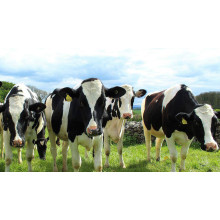 Optimizing Animal Nutrition: Magnesium Feed Additives Enhance Livestock Health and Productivity