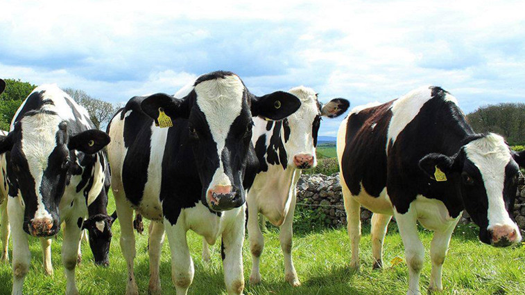 Optimizing Animal Nutrition: Magnesium Feed Additives Enhance Livestock Health and Productivity