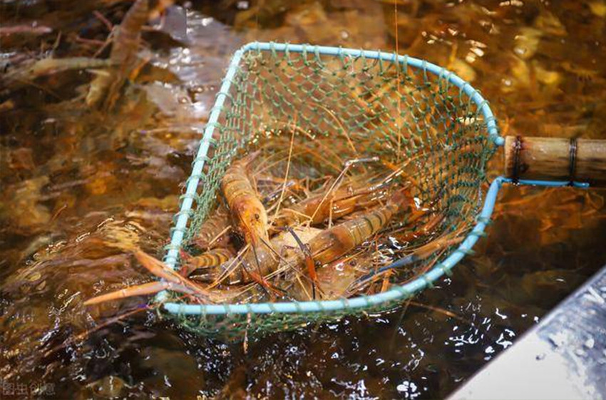 Aquaculture