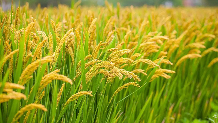 humic acid soil amendment