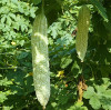 Maximize Crop Yield with Zinc Sulphate Fertilizer Application