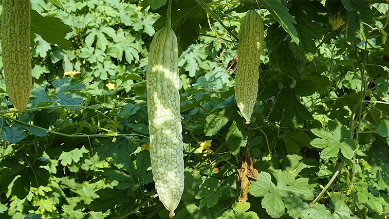 Maximize Crop Yield with Zinc Sulphate Fertilizer Application