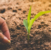How Magnesium Oxide Soil Conditioner Corrects Acidic Soil