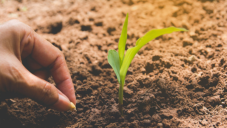 How Magnesium Oxide Soil Conditioner Corrects Acidic Soil