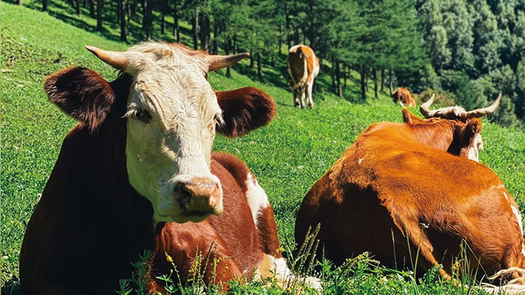 Ruminants