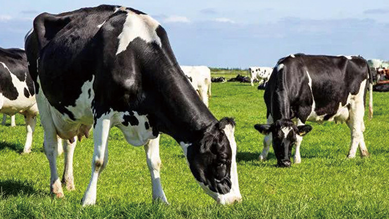 Feed Grade MgO Benefits for Animal Nutrition